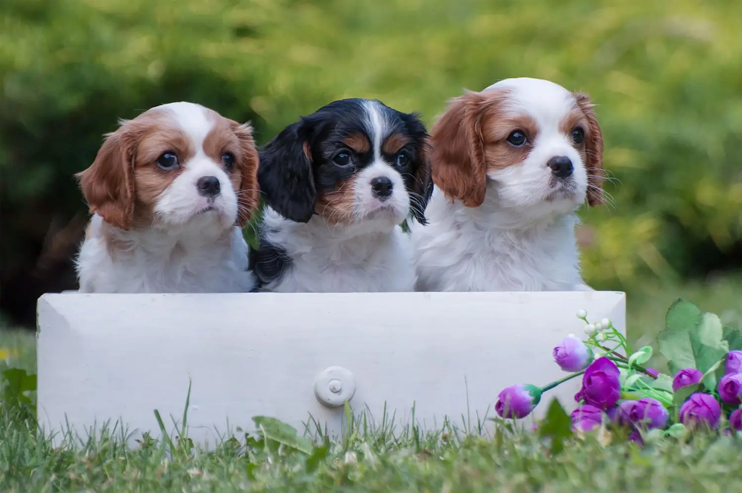Buying a Cavalier King Charles Spaniel puppy means taking responsibility! Buy Cavalier King Charles Spaniel puppies.
