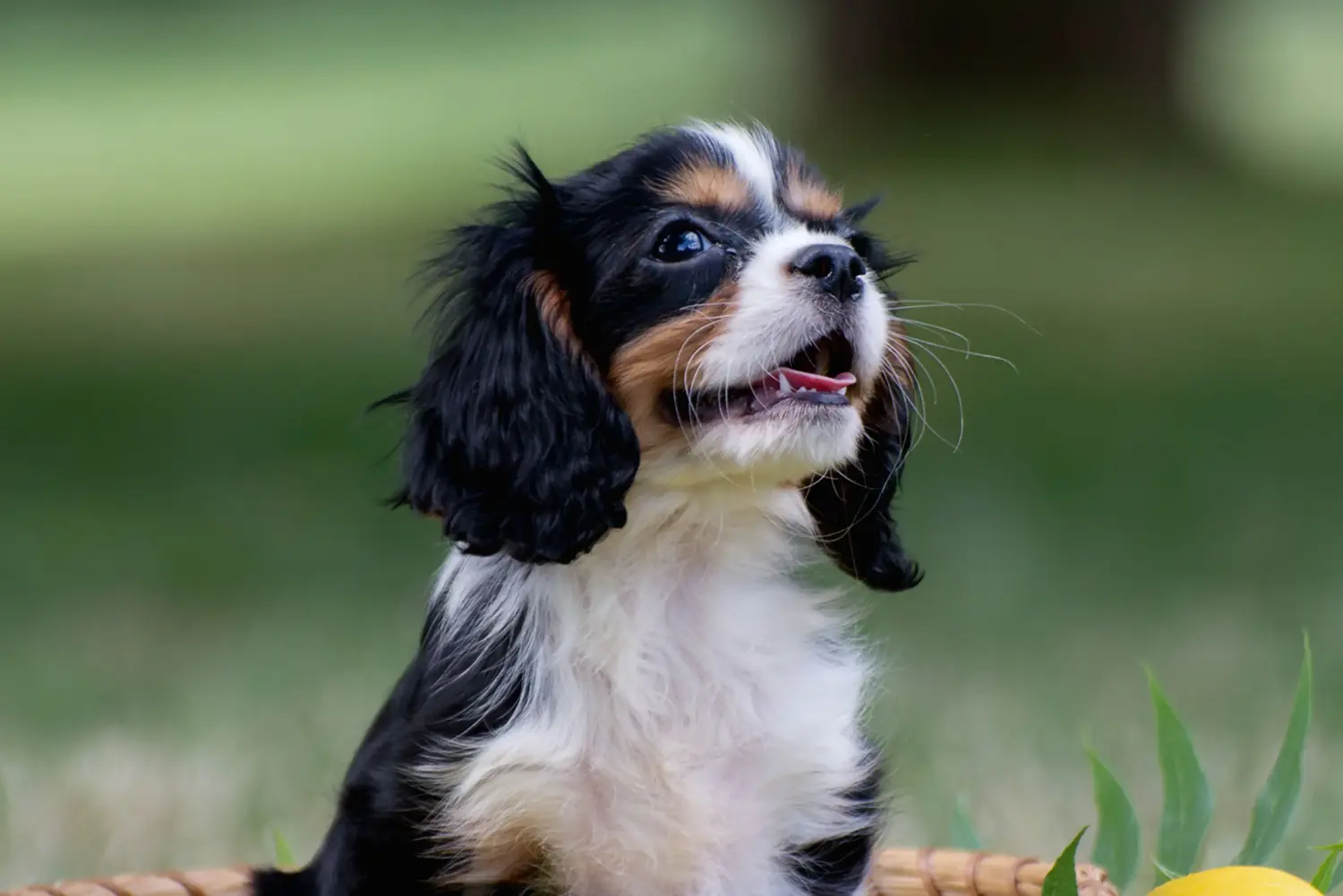 Buying a Cavalier King Charles Spaniel puppy means taking responsibility! Buy Cavalier King Charles Spaniel puppies.