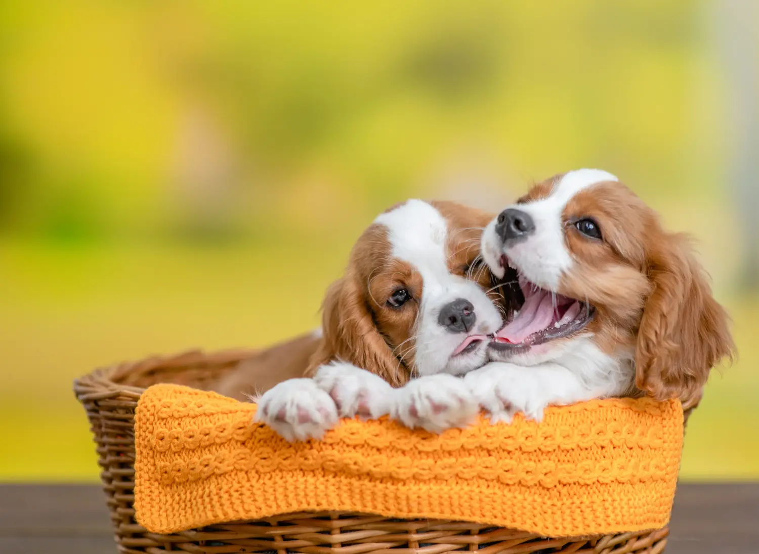 Buying a Cavalier King Charles Spaniel puppy means taking responsibility! Buy Cavalier King Charles Spaniel puppies.