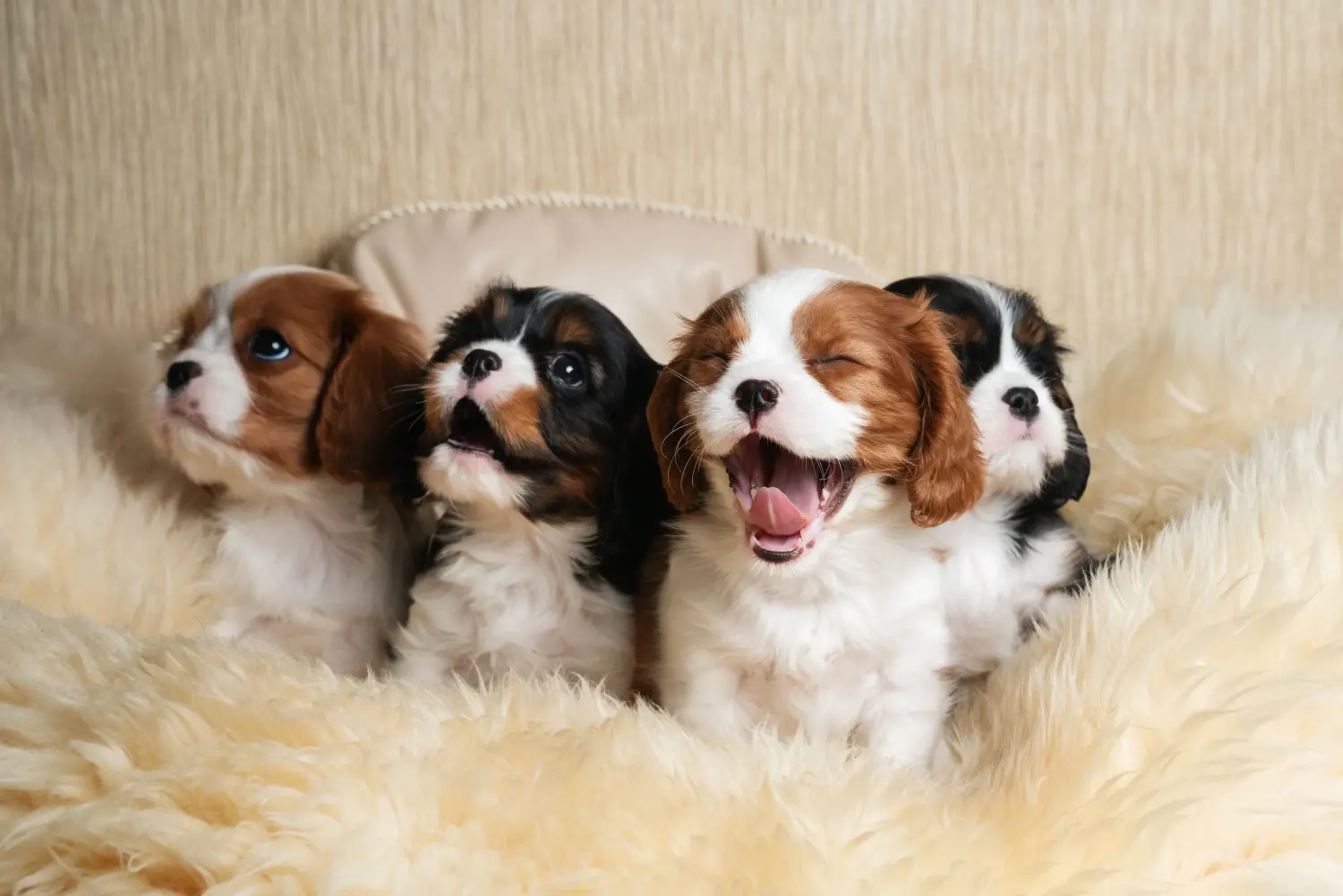 Buying a Cavalier King Charles Spaniel puppy means taking responsibility! Buy Cavalier King Charles Spaniel puppies.