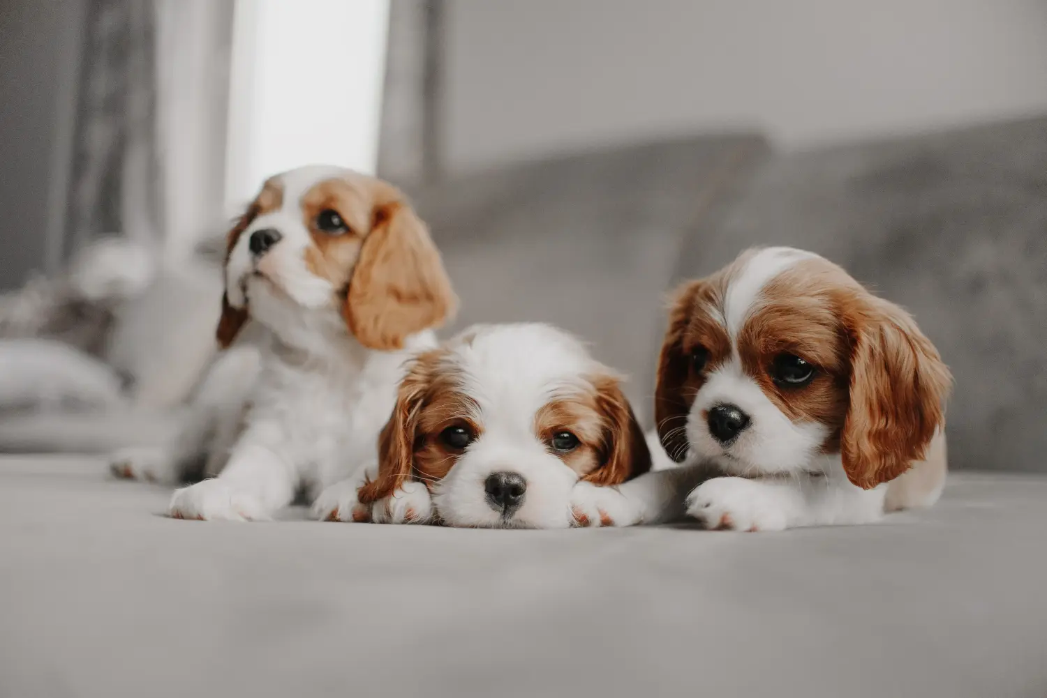 Buying a Cavalier King Charles Spaniel puppy means taking responsibility! Buy Cavalier King Charles Spaniel puppies.