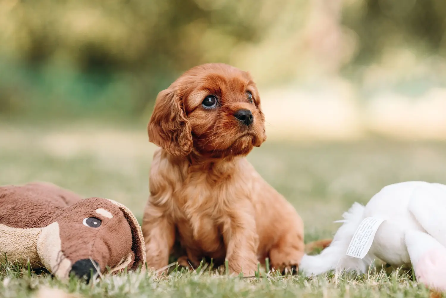 Buying a Cavalier King Charles Spaniel puppy means taking responsibility! Buy Cavalier King Charles Spaniel puppies.