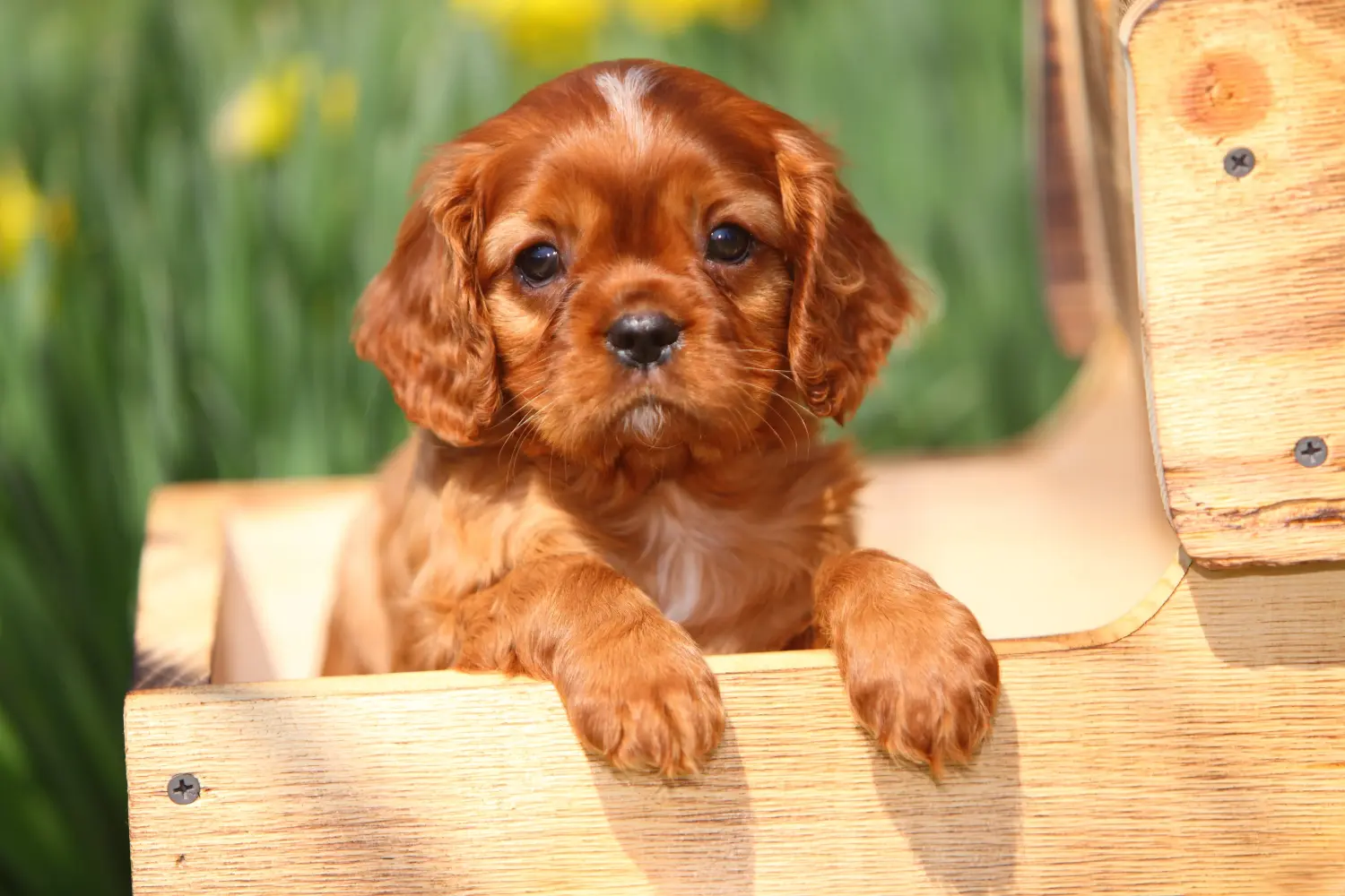 Buying a Cavalier King Charles Spaniel puppy means taking responsibility! Buy Cavalier King Charles Spaniel puppies.