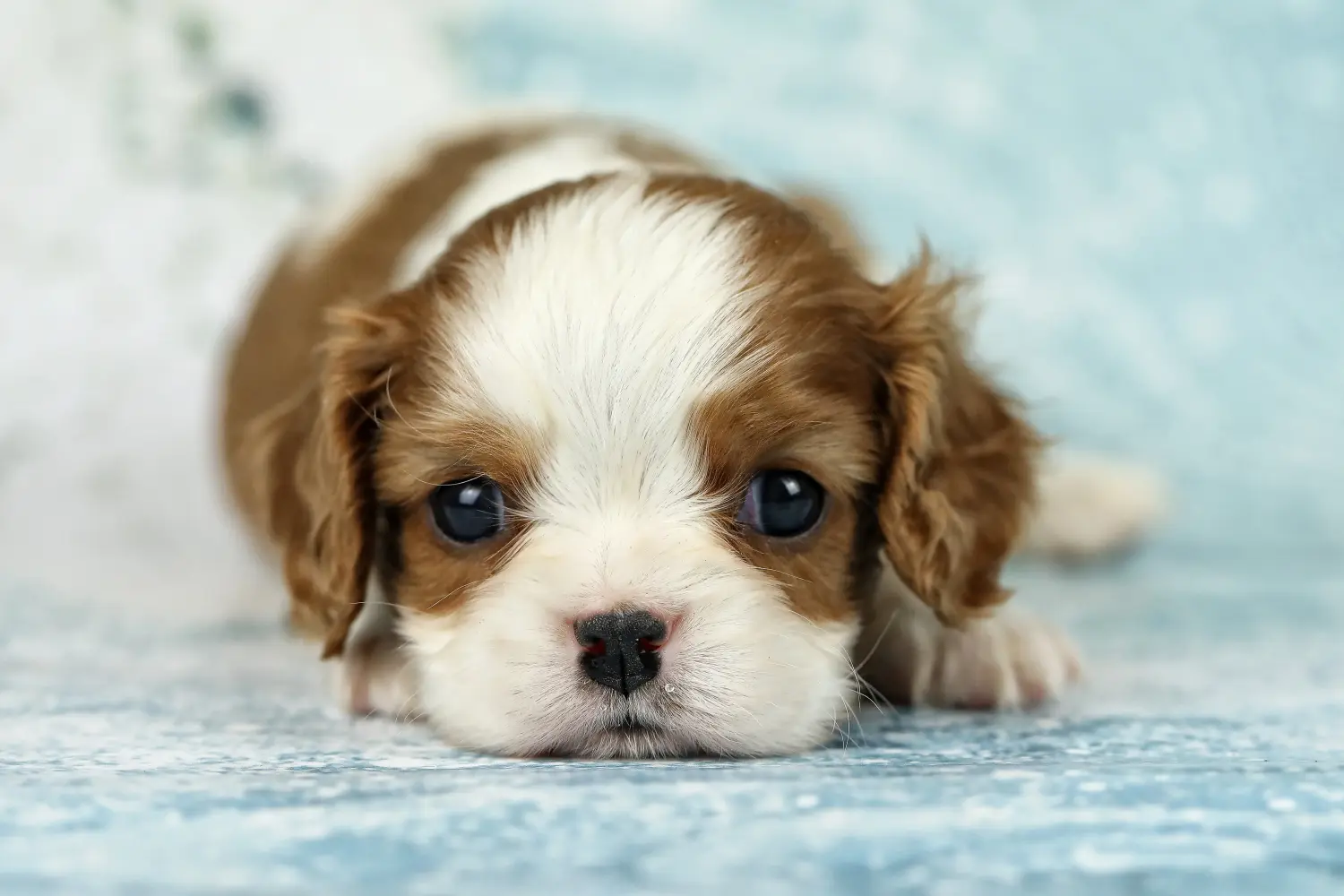 Buying a Cavalier King Charles Spaniel puppy means taking responsibility! Buy Cavalier King Charles Spaniel puppies.