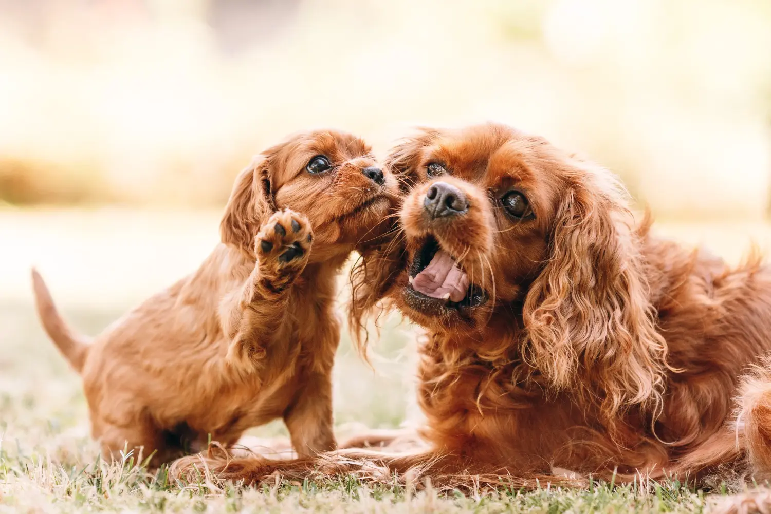 Buying a Cavalier King Charles Spaniel puppy means taking responsibility! Buy Cavalier King Charles Spaniel puppies.