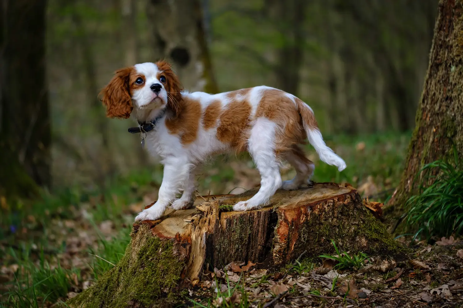 Buying a Cavalier King Charles Spaniel puppy means taking responsibility! Buy Cavalier King Charles Spaniel puppies.