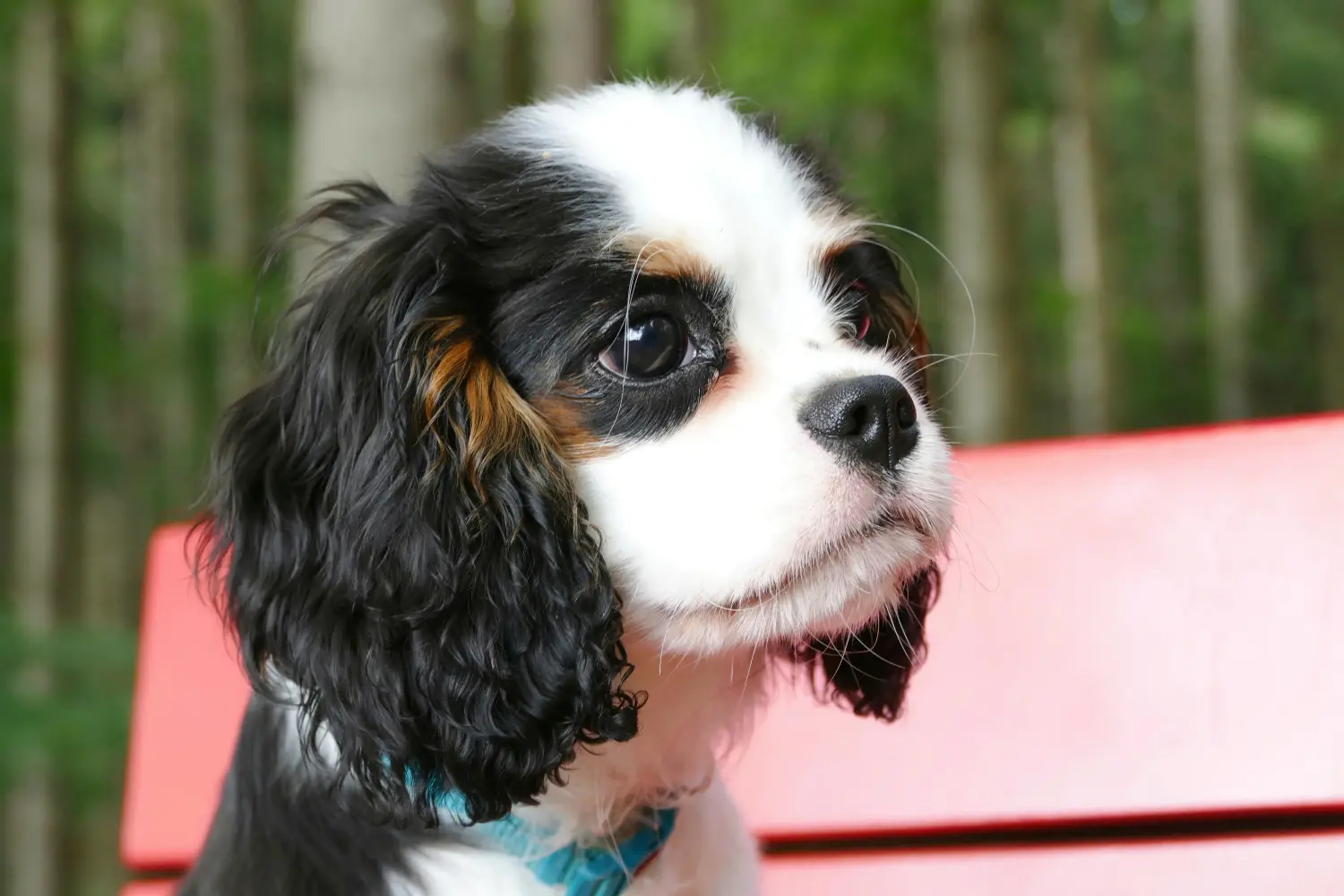 Buying a Cavalier King Charles Spaniel puppy means taking responsibility! Buy Cavalier King Charles Spaniel puppies.