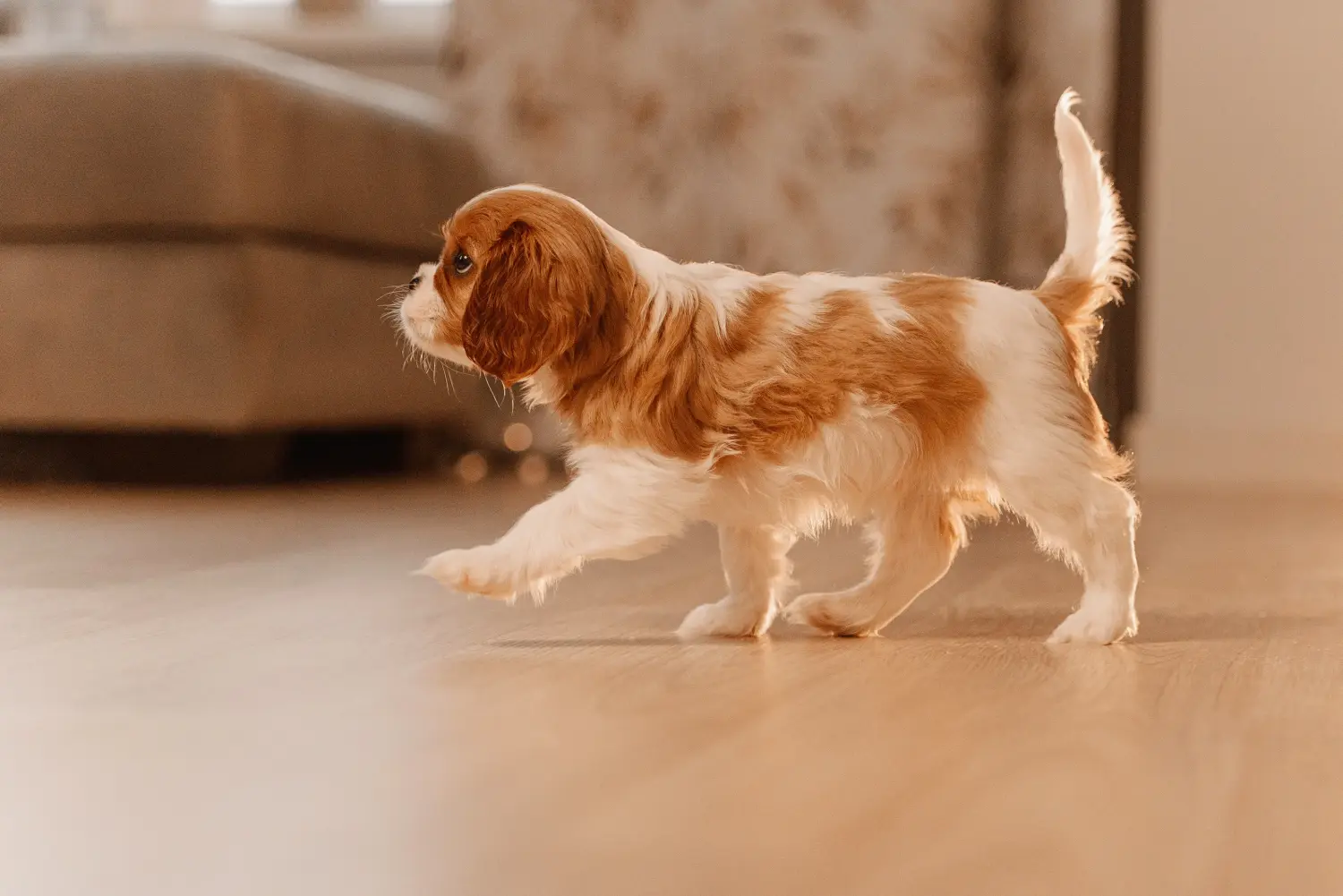 Buying a Cavalier King Charles Spaniel puppy means taking responsibility! Buy Cavalier King Charles Spaniel puppies.