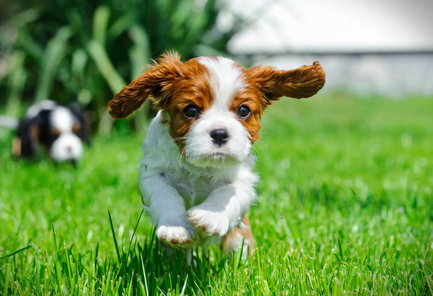 Buying a Cavalier King Charles Spaniel puppy means taking responsibility! Buy Cavalier King Charles Spaniel puppies.