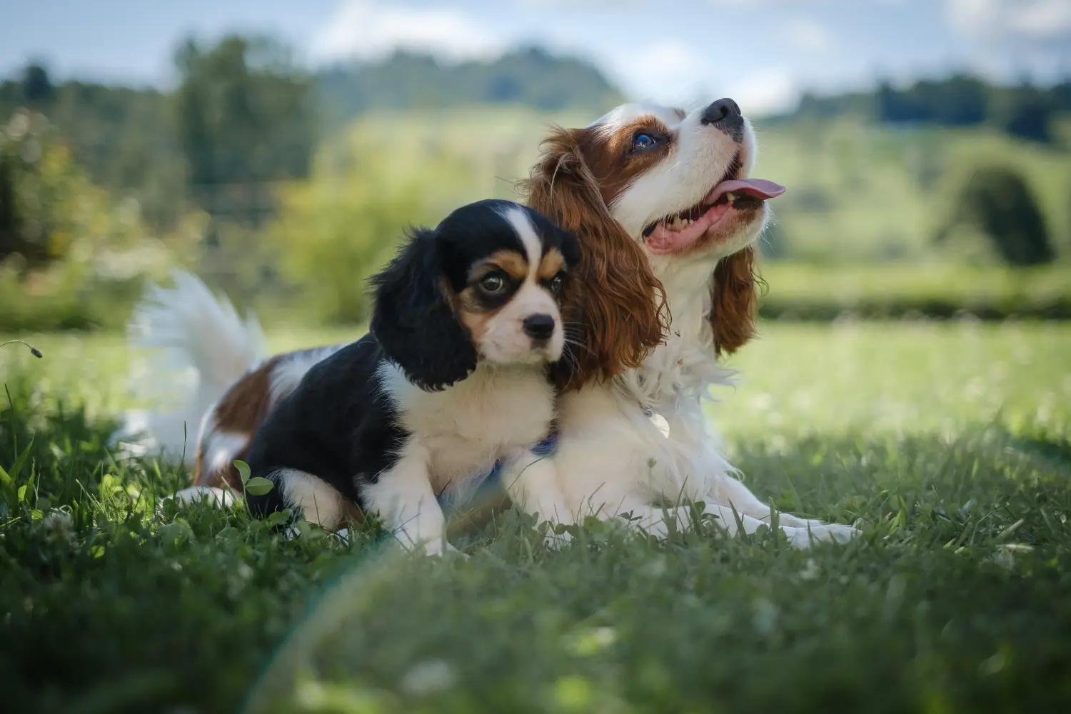 Buying a Cavalier King Charles Spaniel puppy means taking responsibility! Buy Cavalier King Charles Spaniel puppies.
