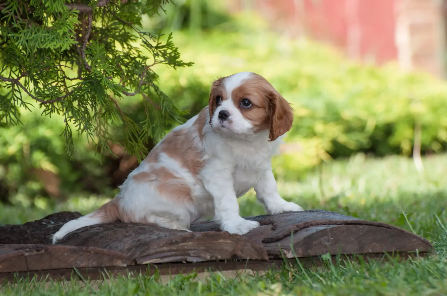 Buying a Cavalier King Charles Spaniel puppy means taking responsibility! Buy Cavalier King Charles Spaniel puppies.