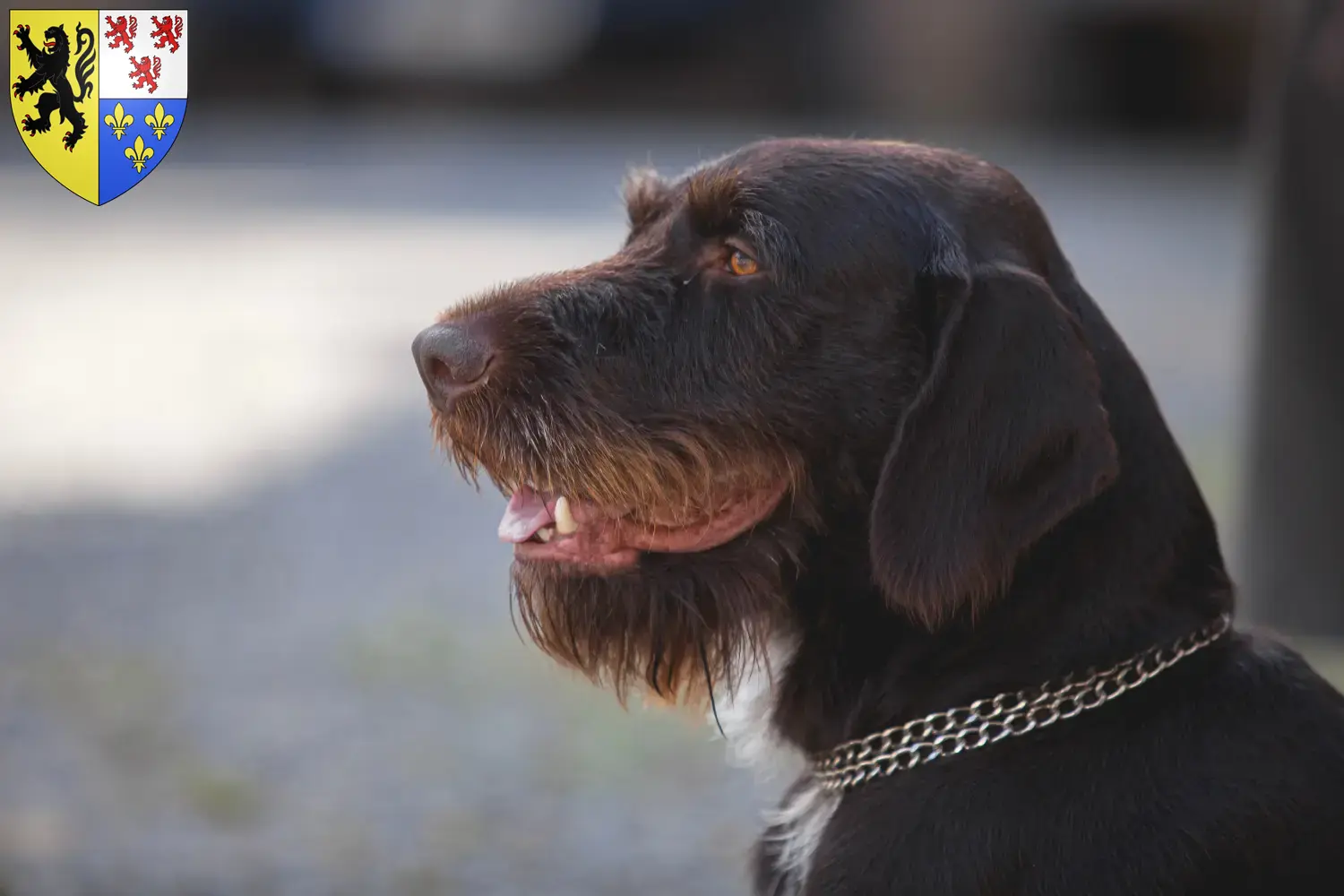 Read more about the article Český fousek breeders and puppies in Hauts-de-France