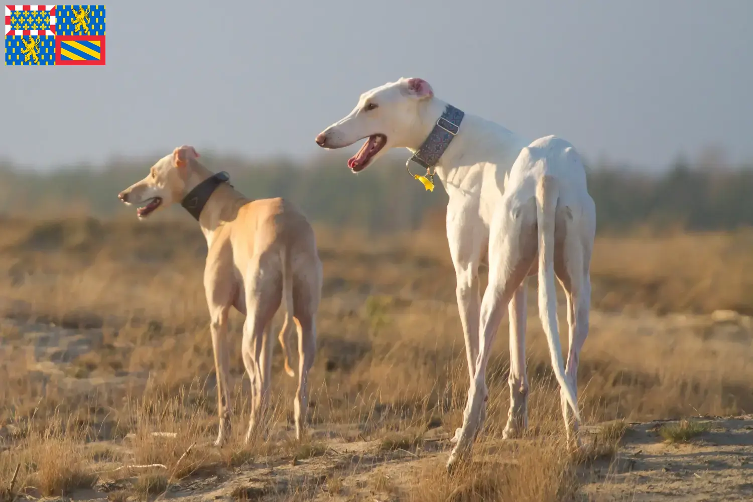 Chart Polski puppies and breeders Bourgogne-Franche-Comté Here you can find Chart Polskis breeders in Bourgogne-Franche-Comté.