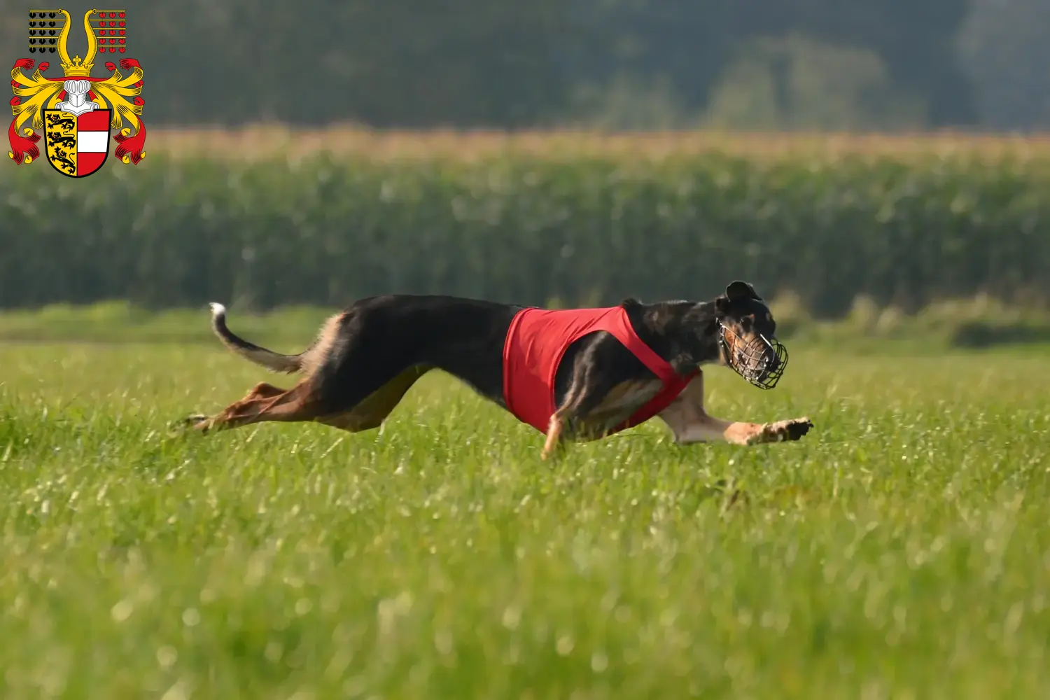 Chart Polski puppies and breeders Carinthia Here you can find Chart Polskis breeders in Carinthia.