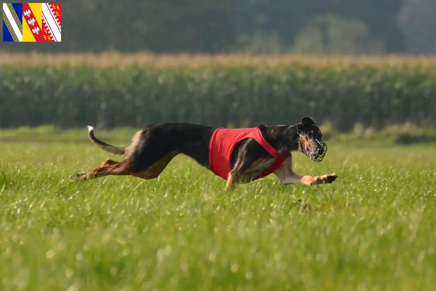 Chart Polski puppies and breeders Grand Est Here you can find Chart Polskis breeders in Grand Est.