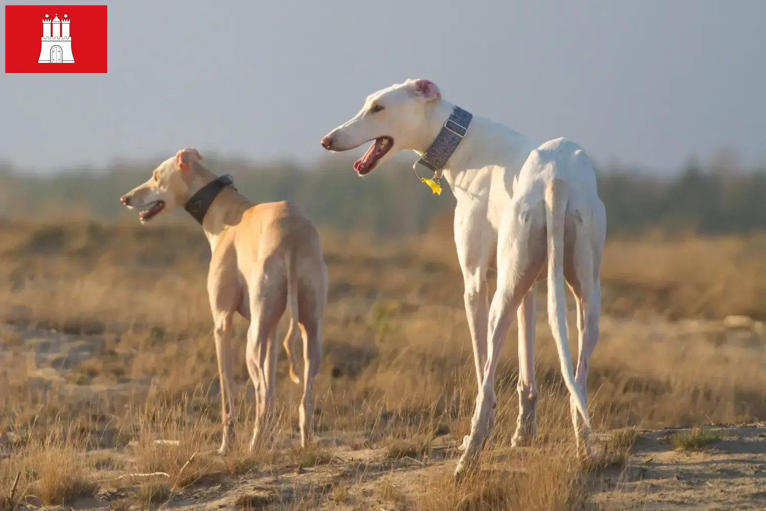 Chart Polski puppies and breeders Hamburg Here you can find Chart Polskis breeders in Hamburg.