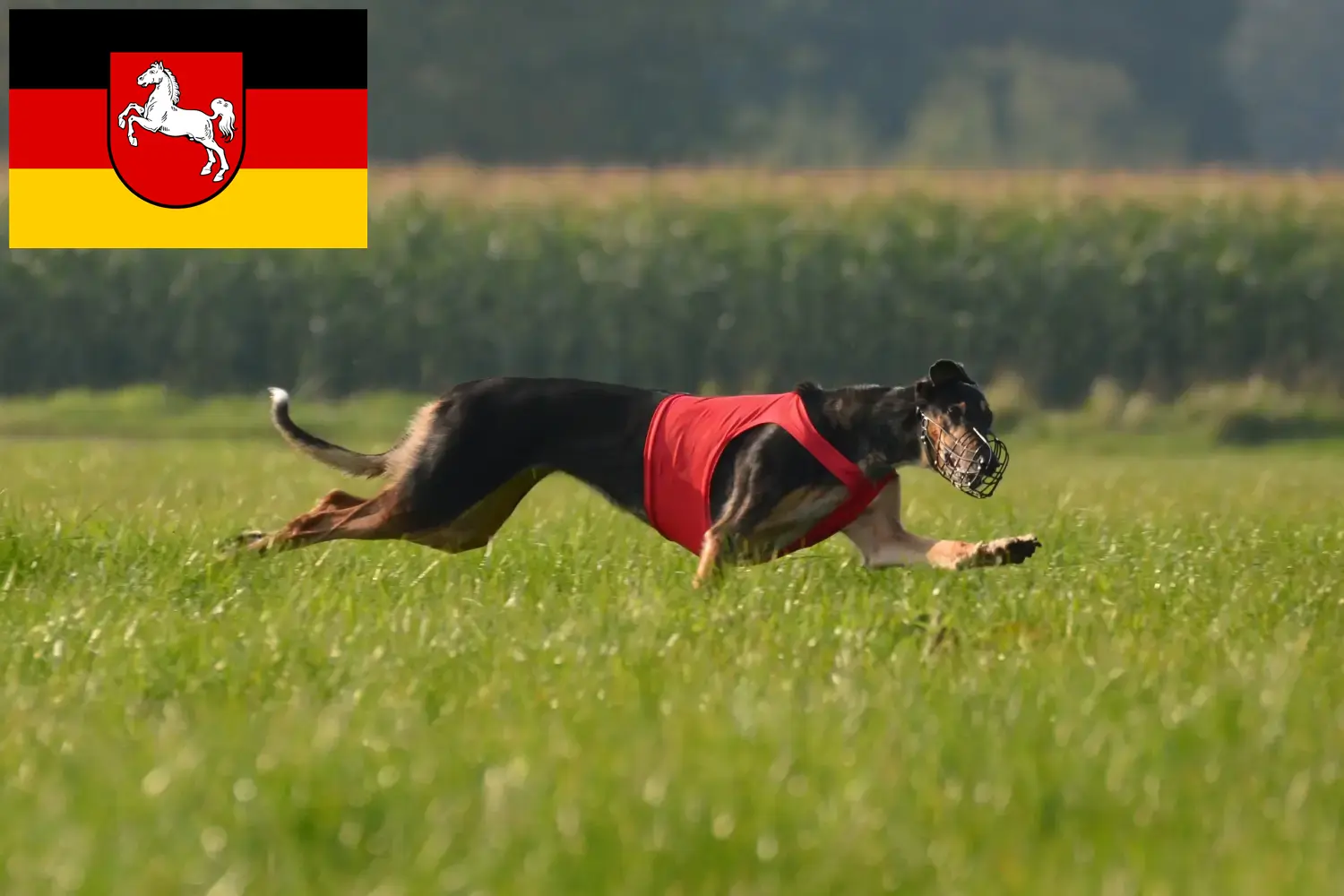 Chart Polski puppies and breeders Lower Saxony Here you can find Chart Polskis breeders in Niedersachsen.