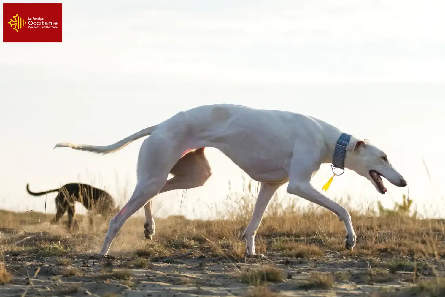 Chart Polski puppies and breeders Occitania Here you can find Chart Polski breeders in Occitania.