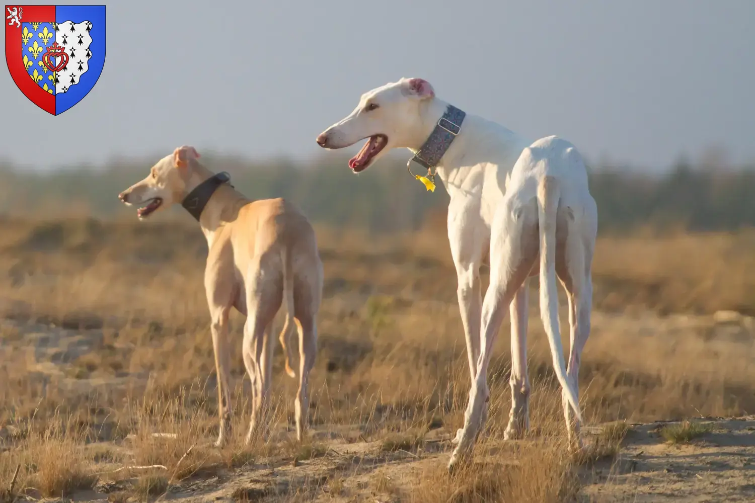 Chart Polski puppies and breeders Pays de la Loire Here you can find Chart Polski breeders in Pays de la Loire.