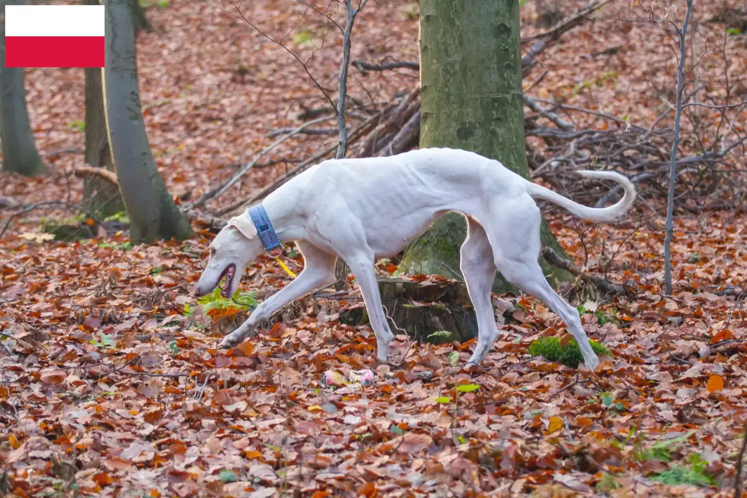 Chart Polski puppies and breeders Poland Here you can find Chart Polskis breeders in Poland.
