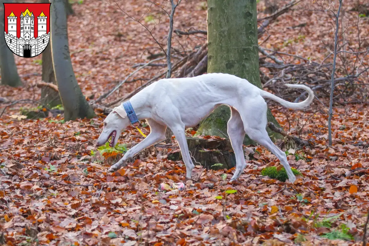 Chart Polski puppies and breeders Salzburg Here you can find Chart Polskis breeders in Salzburg.
