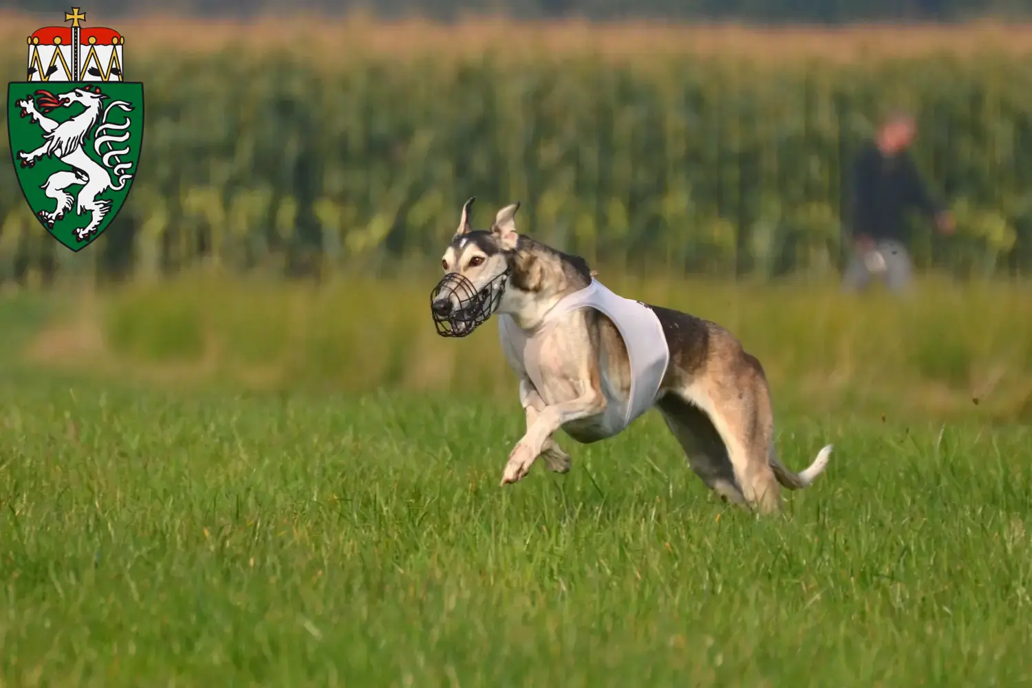 Chart Polski puppies and breeders Styria Here you can find Chart Polskis breeders in Styria.