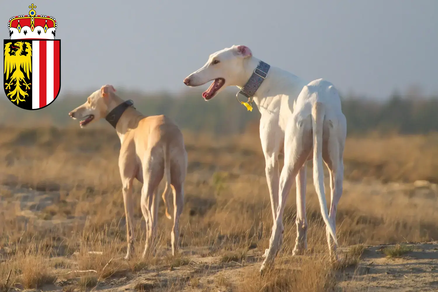 Chart Polski puppies and breeders Upper Austria Here you can find Chart Polskis breeders in Upper Austria.