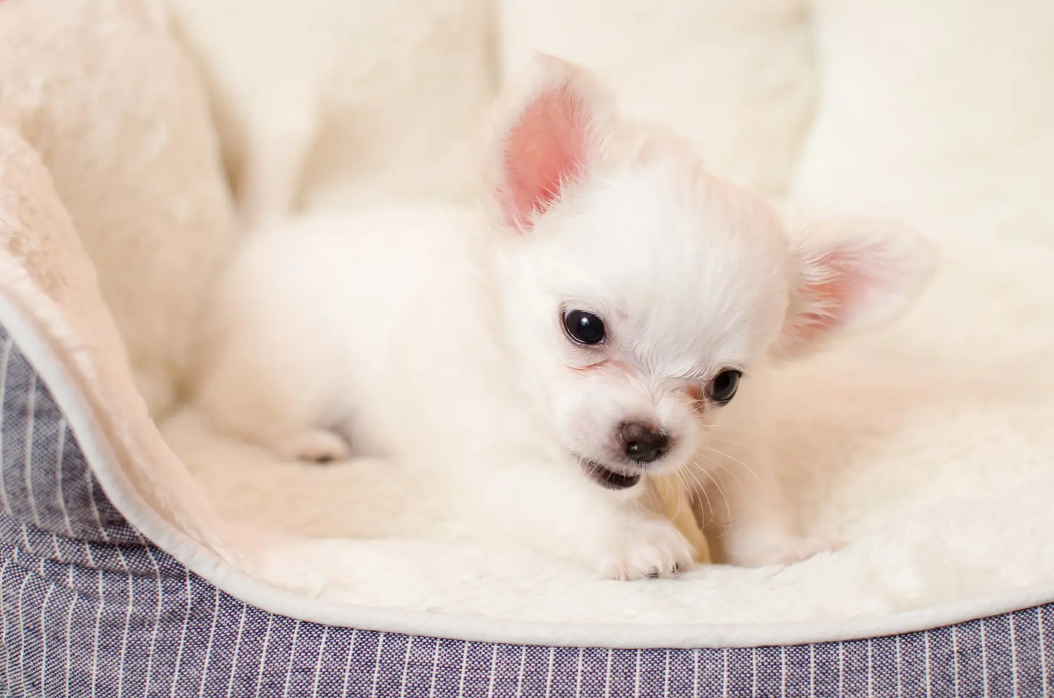 Buying a Chihuahua puppy means taking responsibility! Buy Chihuahua puppies.