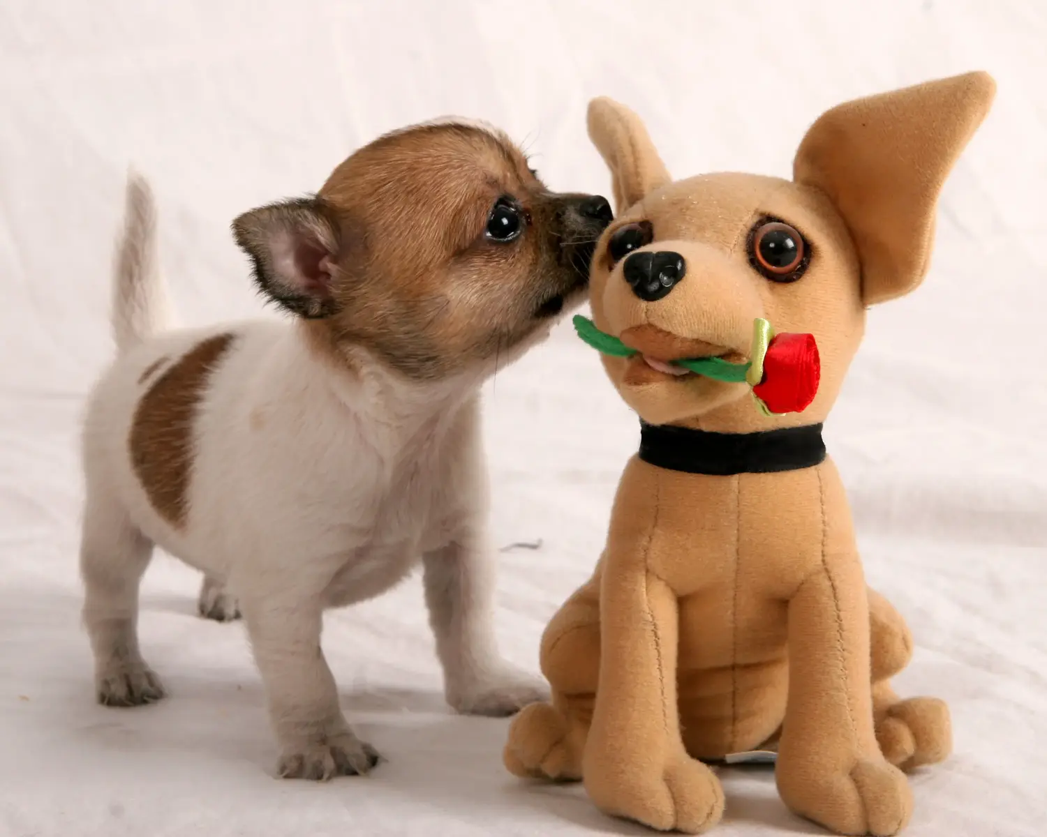 Buying a Chihuahua puppy means taking responsibility! Buy Chihuahua puppies.