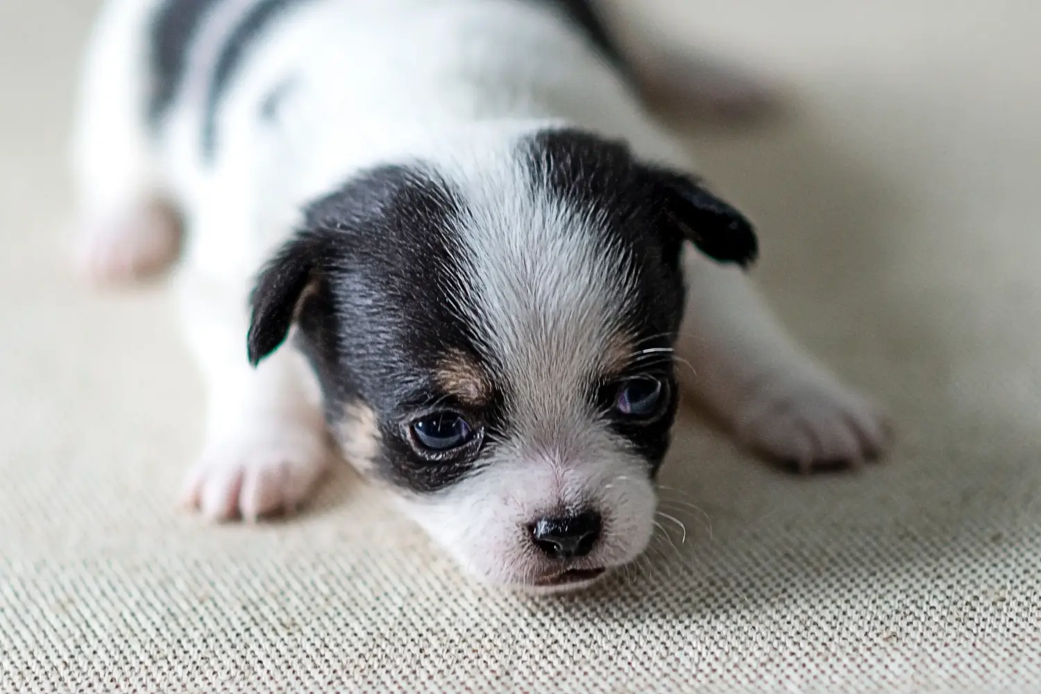 Buying a Chihuahua puppy means taking responsibility! Buy Chihuahua puppies.
