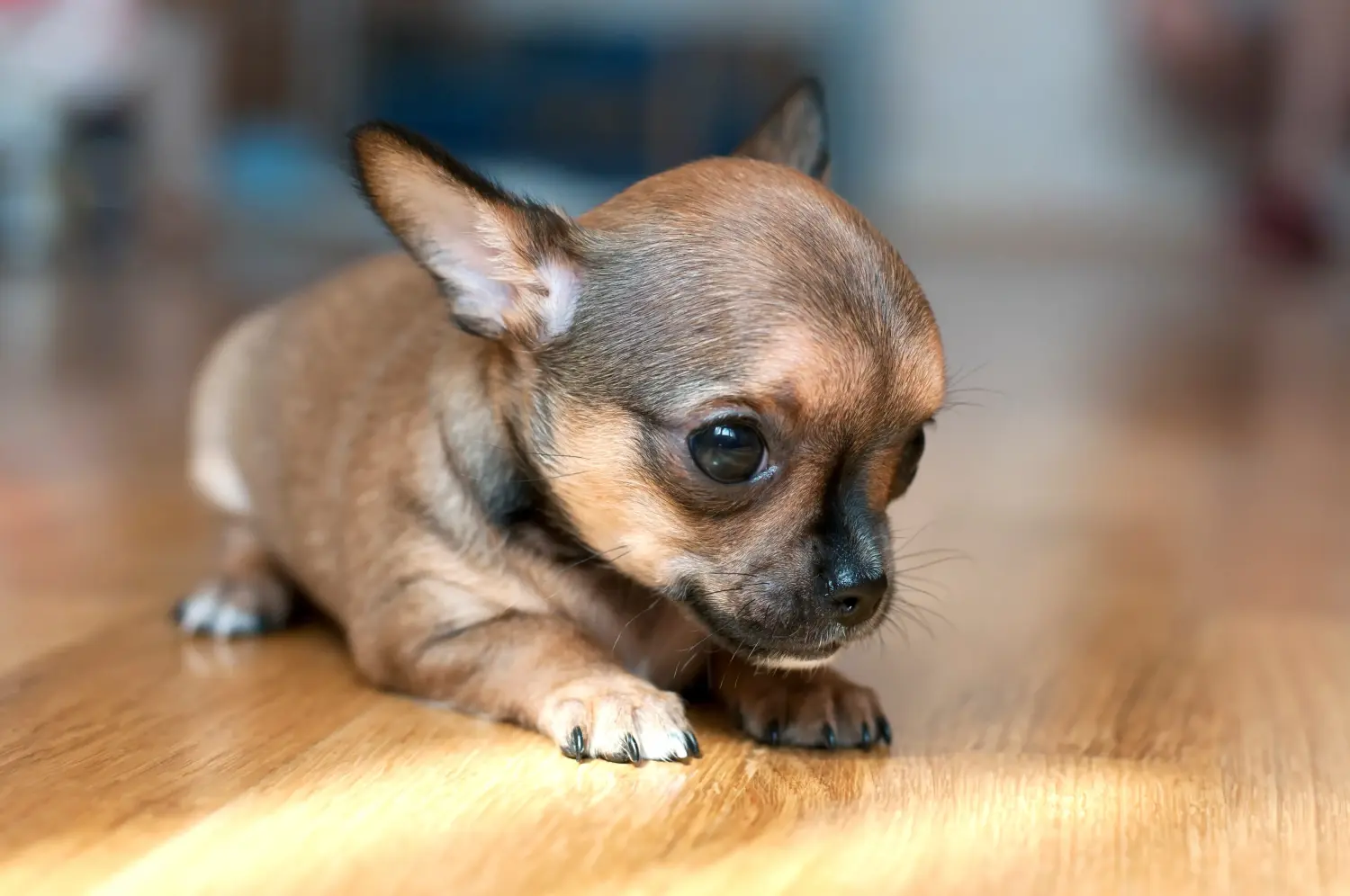 Buying a Chihuahua puppy means taking responsibility! Buy Chihuahua puppies.