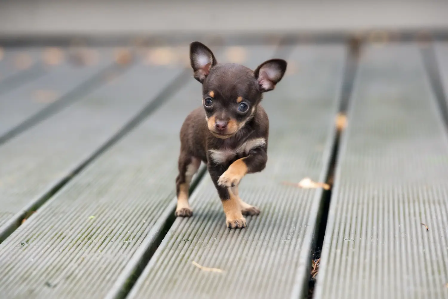 Buying a Chihuahua puppy means taking responsibility! Buy Chihuahua puppies.