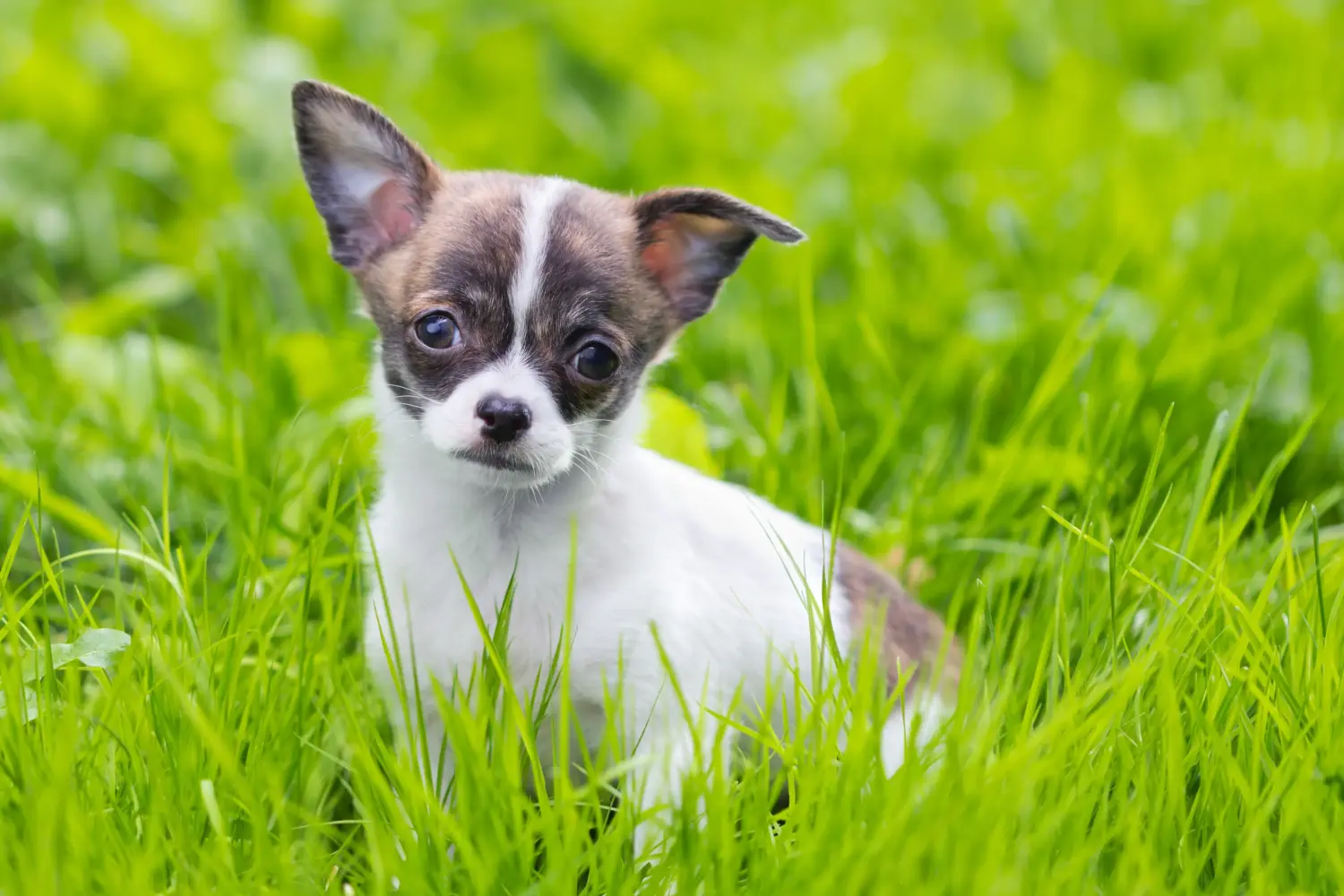Buying a Chihuahua puppy means taking responsibility! Buy Chihuahua puppies.