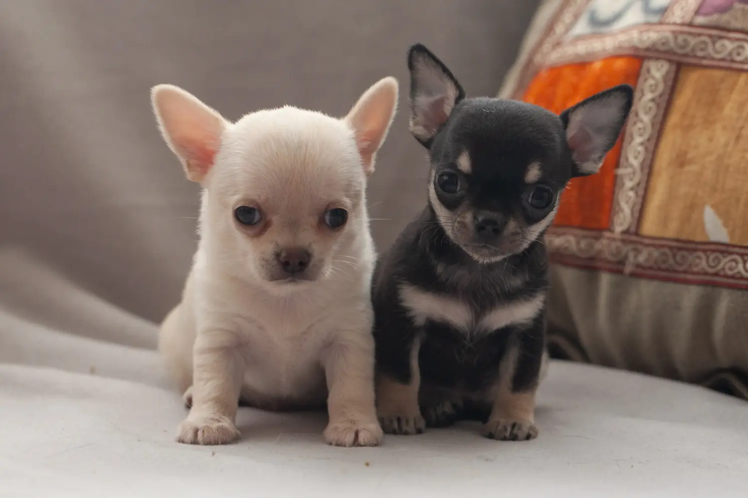 Buying a Chihuahua puppy means taking responsibility! Buy Chihuahua puppies.