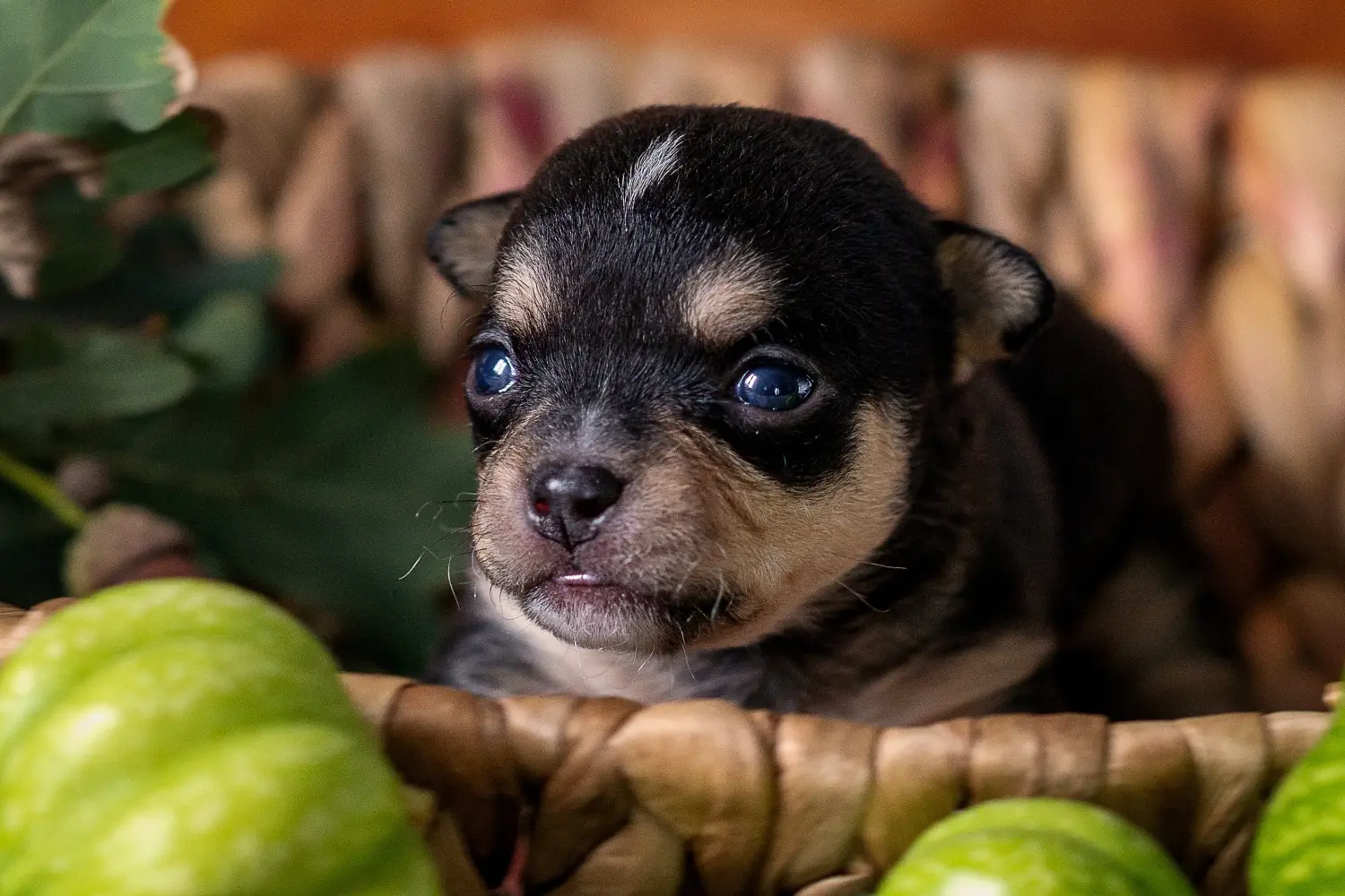 Buying a Chihuahua puppy means taking responsibility! Buy Chihuahua puppies.