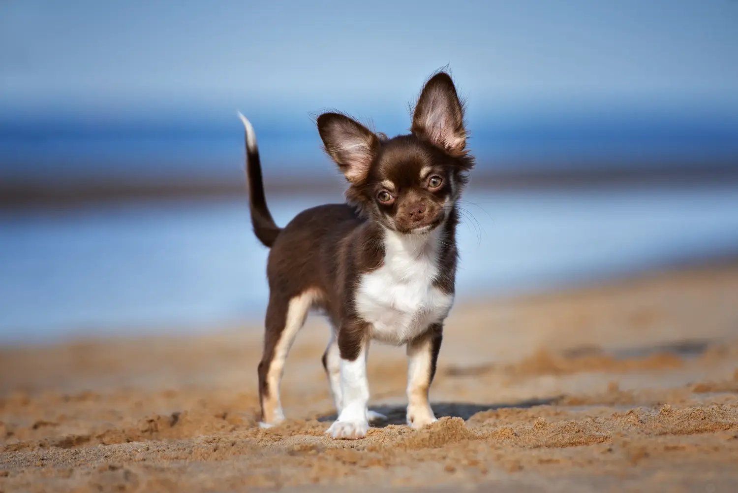 Buying a Chihuahua puppy means taking responsibility! Buy Chihuahua puppies.