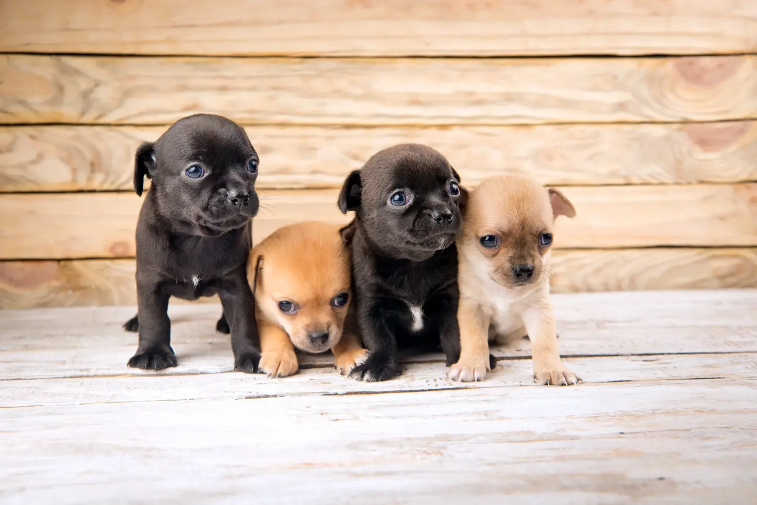 Buying a Chihuahua puppy means taking responsibility! Buy Chihuahua puppies.