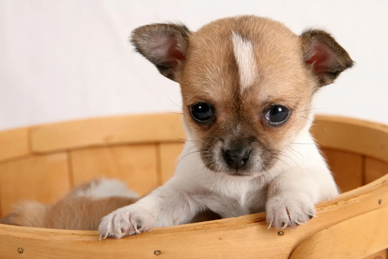 Buying a Chihuahua puppy means taking responsibility! Buy Chihuahua puppies.