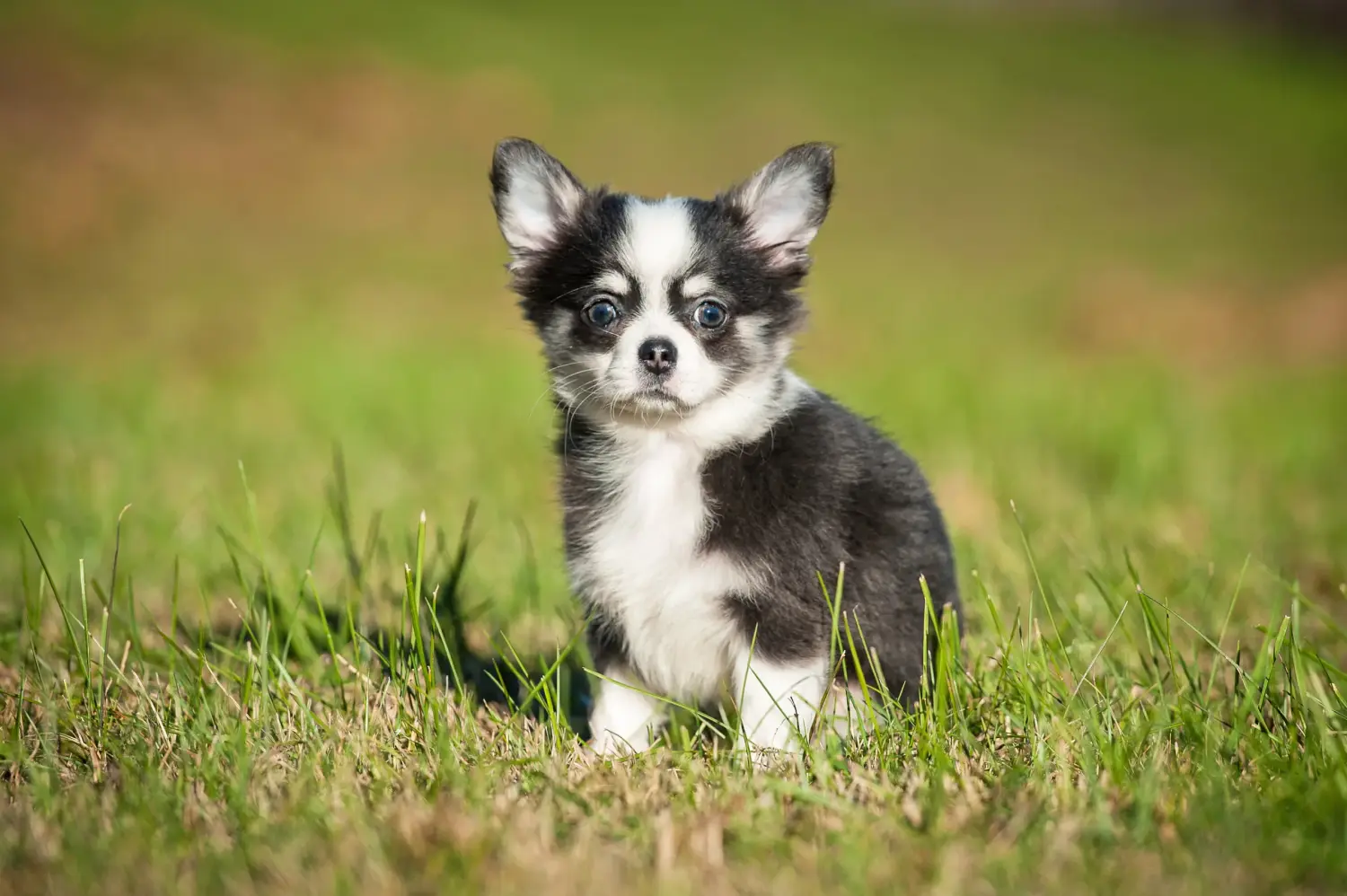 Buying a Chihuahua puppy means taking responsibility! Buy Chihuahua puppies.