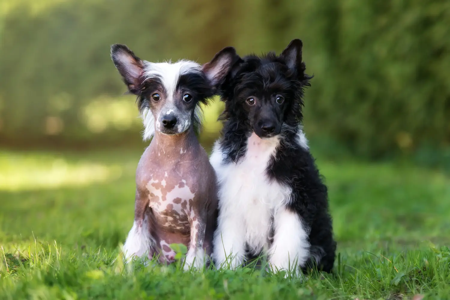 Buying a Chinese Crested Dog puppy means taking responsibility! Buy Chinese Crested Dog puppies.