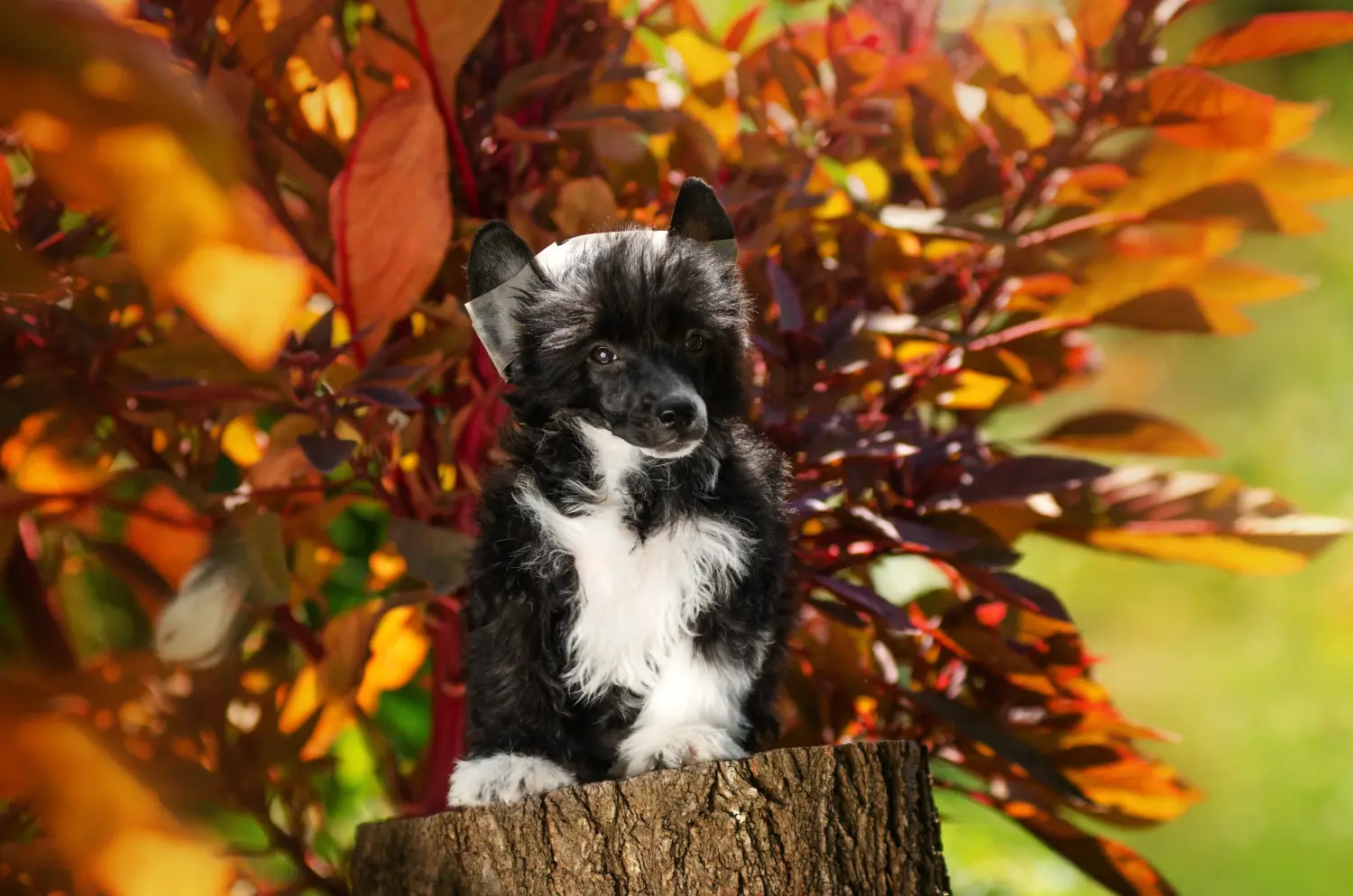 Buying a Chinese Crested Dog puppy means taking responsibility! Buy Chinese Crested Dog puppies.