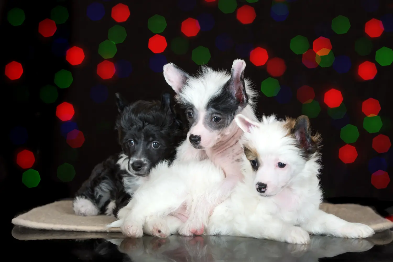 Buying a Chinese Crested Dog puppy means taking responsibility! Buy Chinese Crested Dog puppies.