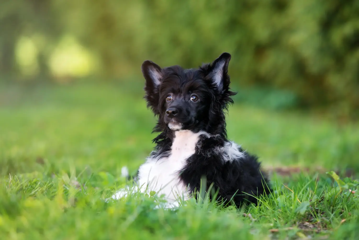 Buying a Chinese Crested Dog puppy means taking responsibility! Buy Chinese Crested Dog puppies.