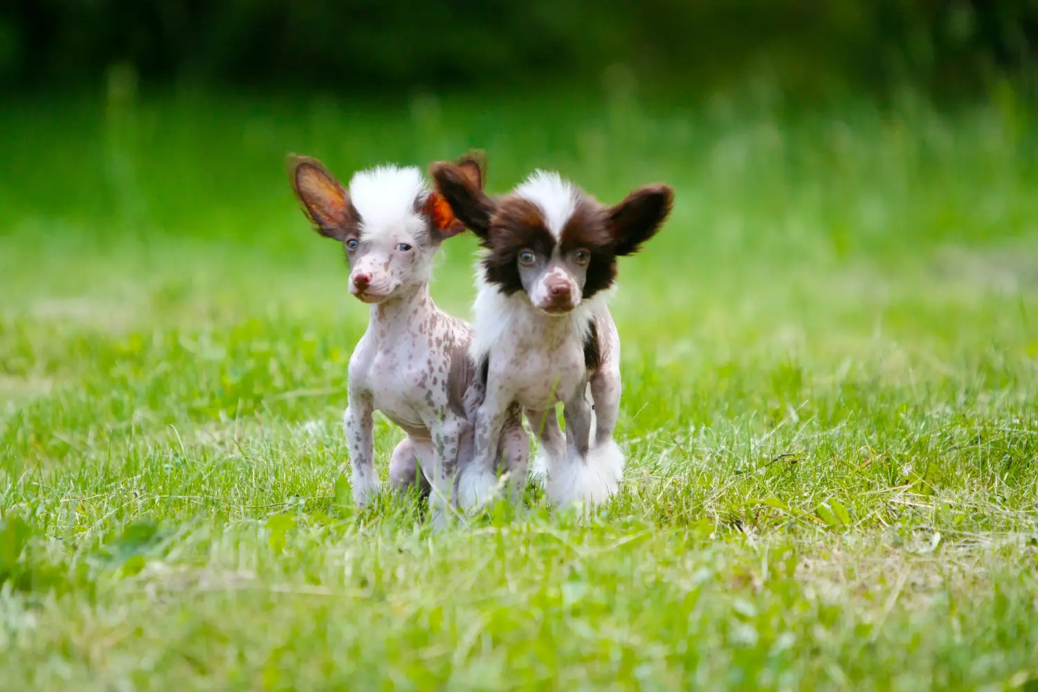 Buying a Chinese Crested Dog puppy means taking responsibility! Buy Chinese Crested Dog puppies.