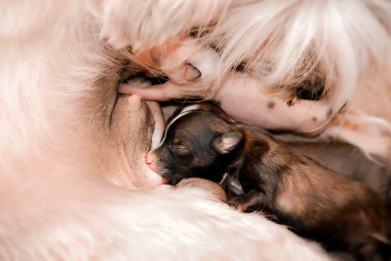 Buying a Chinese Crested Dog puppy means taking responsibility! Buy Chinese Crested Dog puppies.