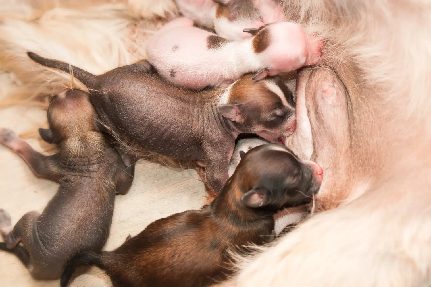 Buying a Chinese Crested Dog puppy means taking responsibility! Buy Chinese Crested Dog puppies.