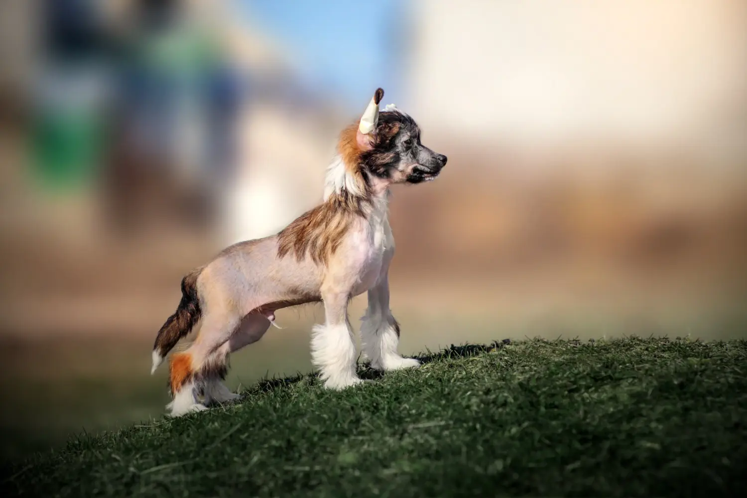 Buying a Chinese Crested Dog puppy means taking responsibility! Buy Chinese Crested Dog puppies.