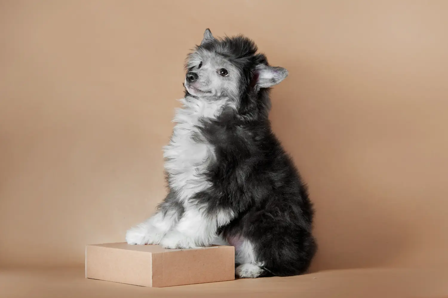 Buying a Chinese Crested Dog puppy means taking responsibility! Buy Chinese Crested Dog puppies.