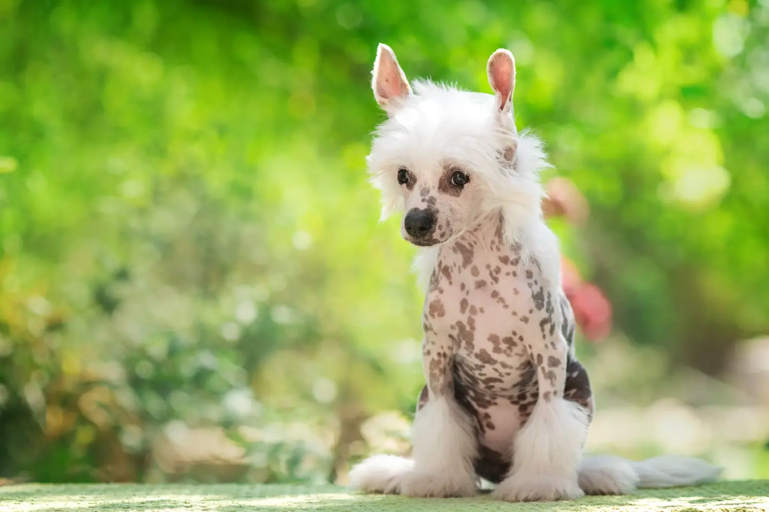 Buying a Chinese Crested Dog puppy means taking responsibility! Buy Chinese Crested Dog puppies.