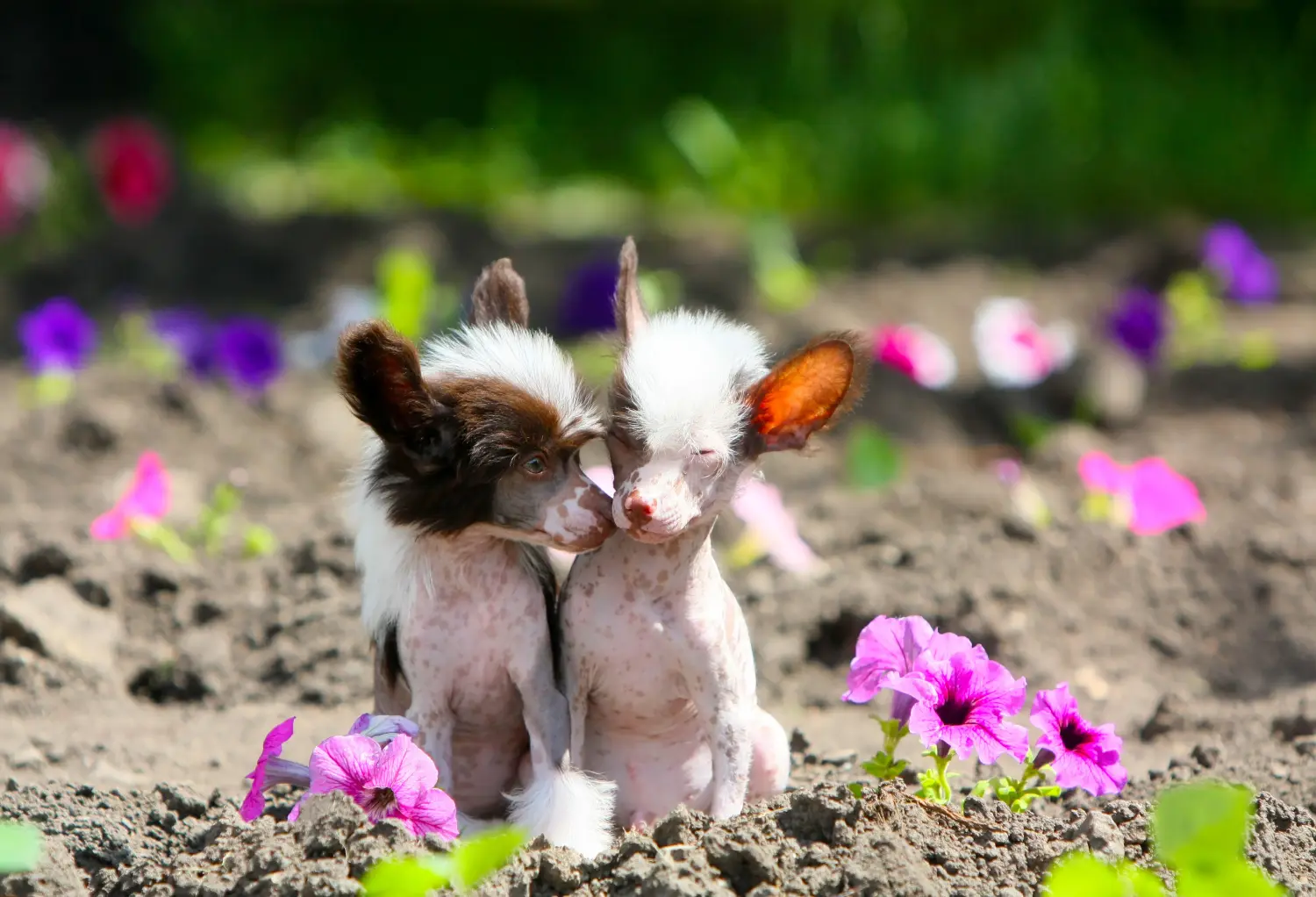 Buying a Chinese Crested Dog puppy means taking responsibility! Buy Chinese Crested Dog puppies.